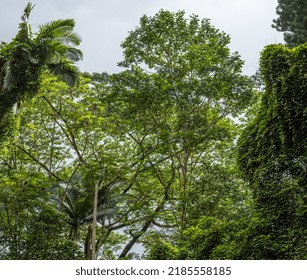 Rainforest Tall Trees And Green Leaves Under Overcast Sky.