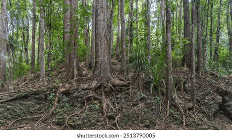 The rainforest. Thickets of trees with thick, tall trunks and bizarrely twisted exposed roots. Philippines. Bohol. Bilar Man Made Forest  - Powered by Shutterstock