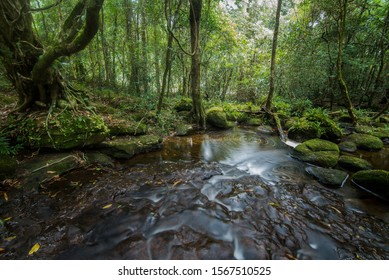 Rainforest In Topical. Evergreen Forest. 