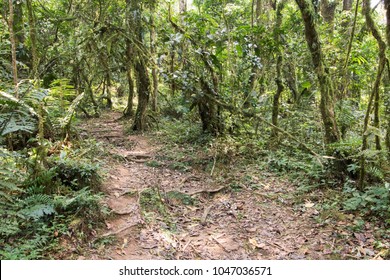 Rainforest Trail In Bwindi Impenetrable National Park, Uganda