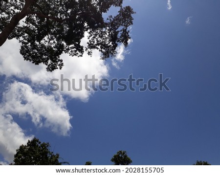 Rainforest tree under cloudy blue sky bottom view.