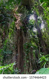 Rainforest Tree Vines In Entebbe, Uganda The Location For First Tarzan Movie Film