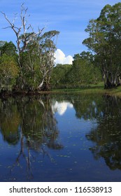 rain-forest trees