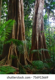 Rainforest Trees Gold Coast Hinterland