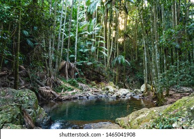 Rainforest Tropical Jungle And Water River Creek Australia Tamborine Mountain Queensland