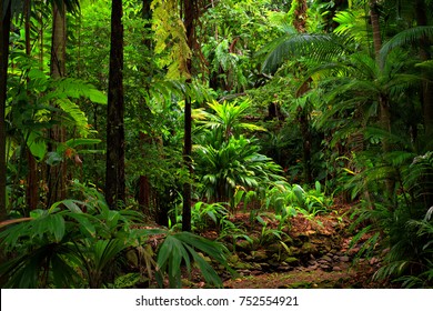 rainforest view, Queensland, Australia