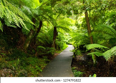 Rainforest Walk At Australian National Botanic Gardens