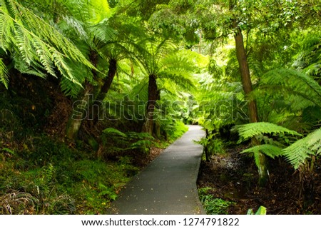 Rainforest walk at Australian National Botanic Gardens