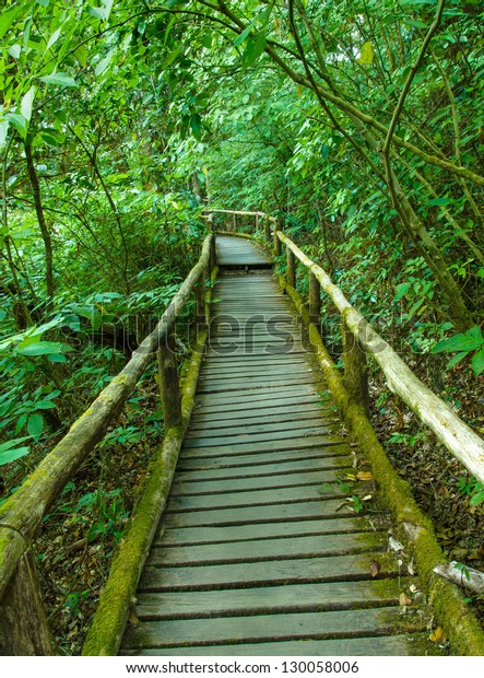 Rainforest Walkway Stock Photo 130058006 | Shutterstock