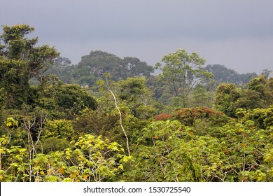 Rainforest In Yasuni National Park, Ecuador