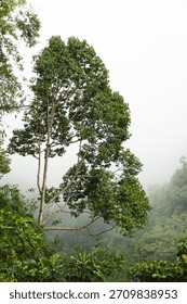Rainforests in the mist, Java, Indonesia