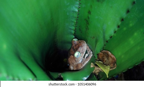 Rainfrog found taking a nap inside a rainforest plant.
ARAGUA, VENEZUELA, MARCH 5th.