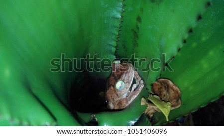 Rainfrog found taking a nap inside a rainforest plant.
ARAGUA, VENEZUELA, MARCH 5th.