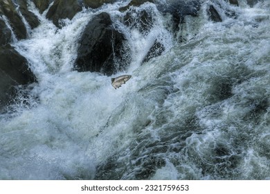 Rainie Falls Salmon Migration up the Rogue River Class V rapid