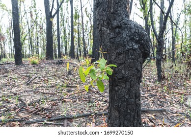 Raining Day And A Burnt Gum Tree Regrowth After A Fire