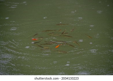 It's Raining, Fish Floating On The Water