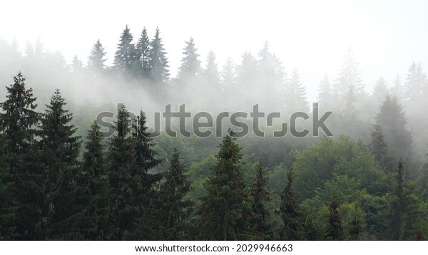 Raining in Mountains, Foggy Forest, Heavy\
Mystical Fog, Scary Stormy Mist Smoke over Alpine Wood on Rainy\
Day, Overcast Landscape