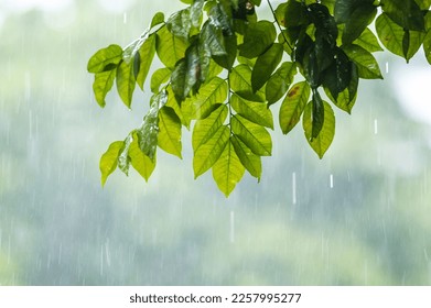 raining shower drop on leaf tree, close up of rainfall in jungle,Heavy Rain Falling on Tree Leaves in forest. droplets fixed on green leaves, Raining day in tropical forest. Raindrop in deep jungle. - Shutterstock ID 2257995277