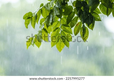 raining shower drop on leaf tree, close up of rainfall in jungle,Heavy Rain Falling on Tree Leaves in forest. droplets fixed on green leaves, Raining day in tropical forest. Raindrop in deep jungle.