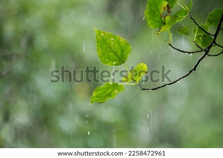 raining shower drop on leaf tree, close up of rainfall in jungle,Heavy Rain Falling on Tree Leaves in forest. droplets fixed on green leaves, Raining day in tropical forest. Raindrop in deep jungle.