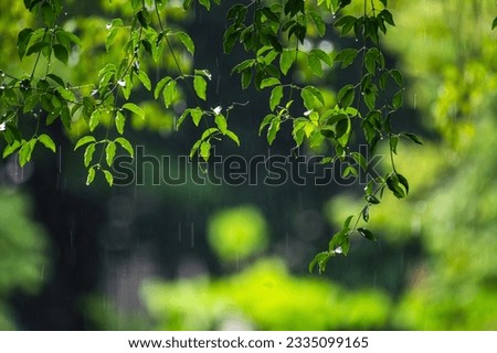 raining shower drop on leaf tree, close up of rainfall in jungle,Heavy Rain Falling on Tree Leaves in forest. droplets fixed on green leaves, Raining day in tropical forest. Raindrop in deep jungle.