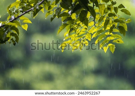 raining shower drop on leaf tree, close up of rainfall in jungle,Heavy Rain Falling on Tree Leaves in forest. droplets fixed on green leaves, Raining day in tropical forest. Raindrop in deep jungle.