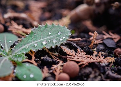 Raining water drops resting on a leaf.