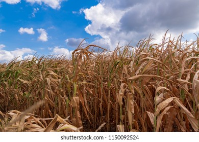 The Rain's Too Late, Corn Field's Dried Up.