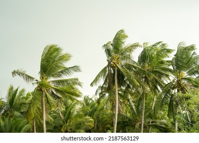 Rainstorm Hits Coconut Trees, Strong Wind, Gray Sky