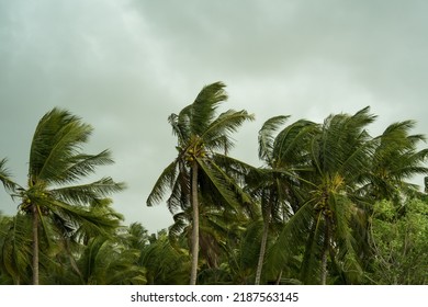 Rainstorm Hits Coconut Trees, Strong Wind, Gray Sky