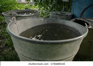 Rainwater Collected In Bucket For Watering Garden And Plants. Saving Rain Water In Barrel In The Garden. Environmentally Friendly Gardening. Water Filled Pail. Eco-friendly Concept