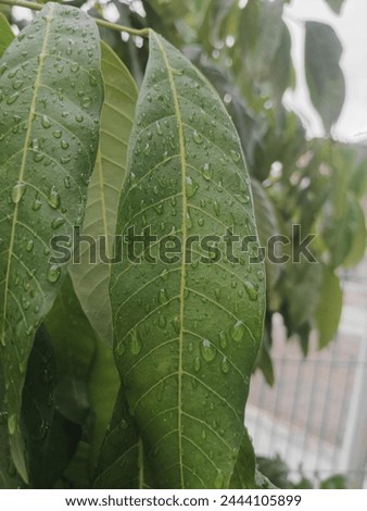 rainwater on green tree leaves