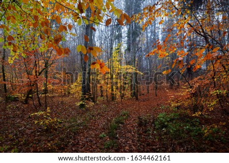 Similar – autumn forest Well-being