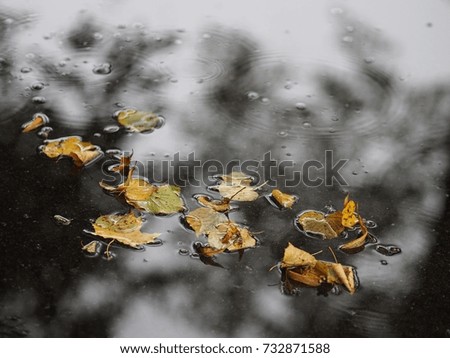 Similar – Image, Stock Photo bonnet decoration