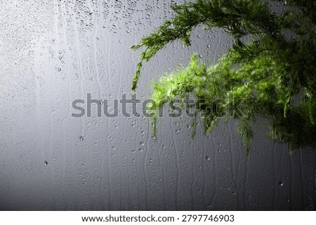 Rainy background. Raindrops trickle down the glass. Juniper branches can be seen outside the window. Copy space.