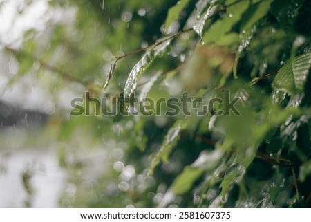 Similar – Image, Stock Photo car wash wet leaf foliage