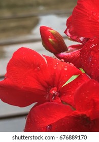 Rainy day Geranium