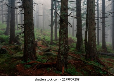 A Rainy Day In The Karkonosze National Park