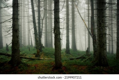 A Rainy Day In The Karkonosze National Park