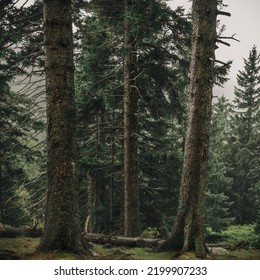 A Rainy Day In The Karkonosze National Park