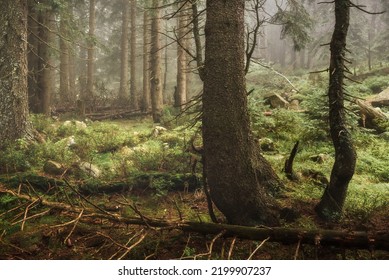 A Rainy Day In The Karkonosze National Park