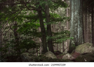 A Rainy Day In The Karkonosze National Park