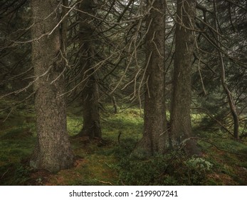 A Rainy Day In The Karkonosze National Park