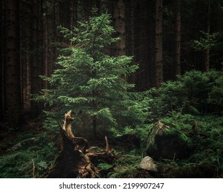 A Rainy Day In The Karkonosze National Park