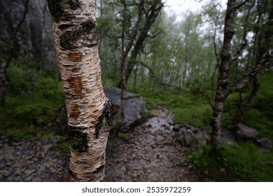 A rainy day in a Norwegian forest near Preikestolen. A birch tree trunk dominates the foreground, while a misty, lush woodland trail extends into the background. Hiking nature concept - Powered by Shutterstock