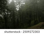 Rainy Day Over a Tranquil Forest Closeup fantastic photo of heavy Rain water drop rainy weather, Ayubia Khanspur kpk 
