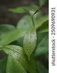 Rainy Days of 2024 in Pakistan Captured on Lumix G7 after Rain.The Raindrops were looking attractive and describes nature