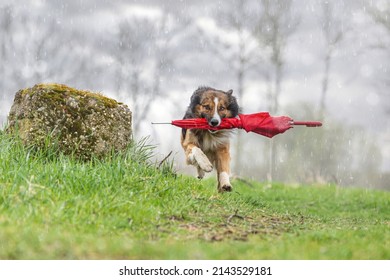 Rainy Days: Funny Portrait Of A Tricolor Border Collie Dog Retrieving A Red Umbrella At A Bad Weather Day