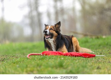 Rainy Days: Funny Portrait Of A Tricolor Border Collie Dog Retrieving A Red Umbrella At A Bad Weather Day