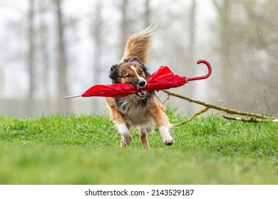 Rainy Days: Funny Portrait Of A Tricolor Border Collie Dog Retrieving A Red Umbrella At A Bad Weather Day